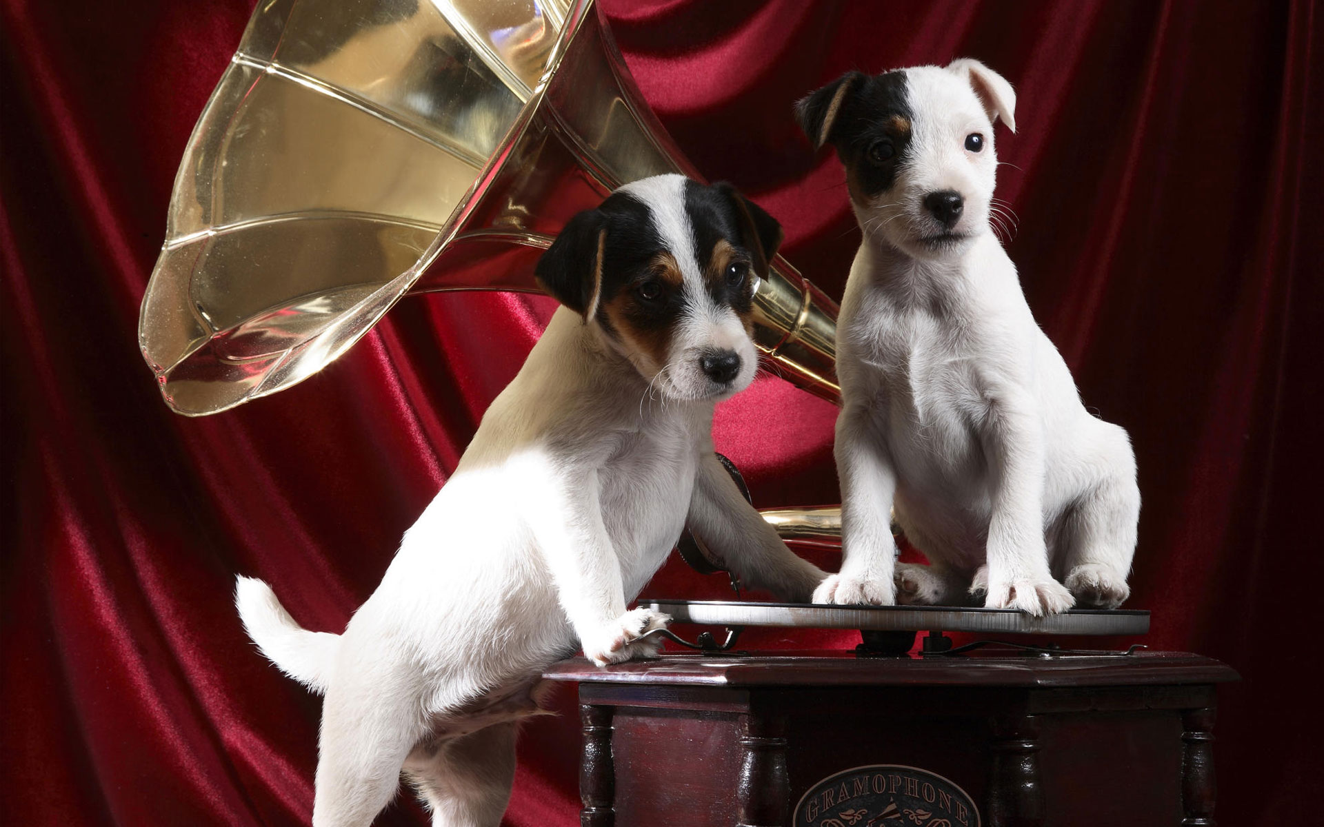 Gramophone Pups27026705